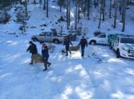 Muğla ‘da Kar ve Soğuk Hava Dolayısıyla Yiyecek Bulmakta Zorluk Çeken Yaban Hayvanları Unutulmadı