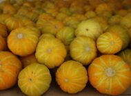 MUĞLA’DA YAYLA KAVUNU HASADI BAŞLADIMUĞLA’DA YAYLA KAVUNU HASADI BAŞLADI